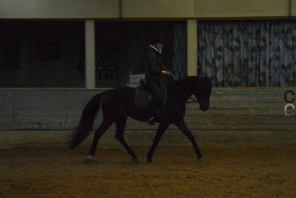 Dansk Varmblod Rockzanne Lox billede 27