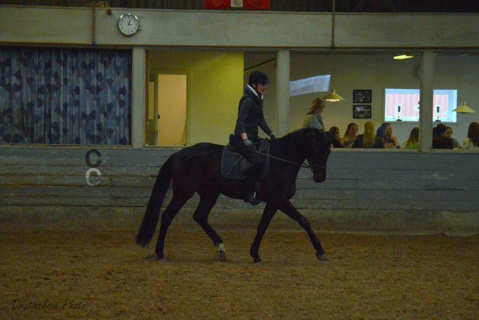 Dansk Varmblod Rockzanne Lox billede 26