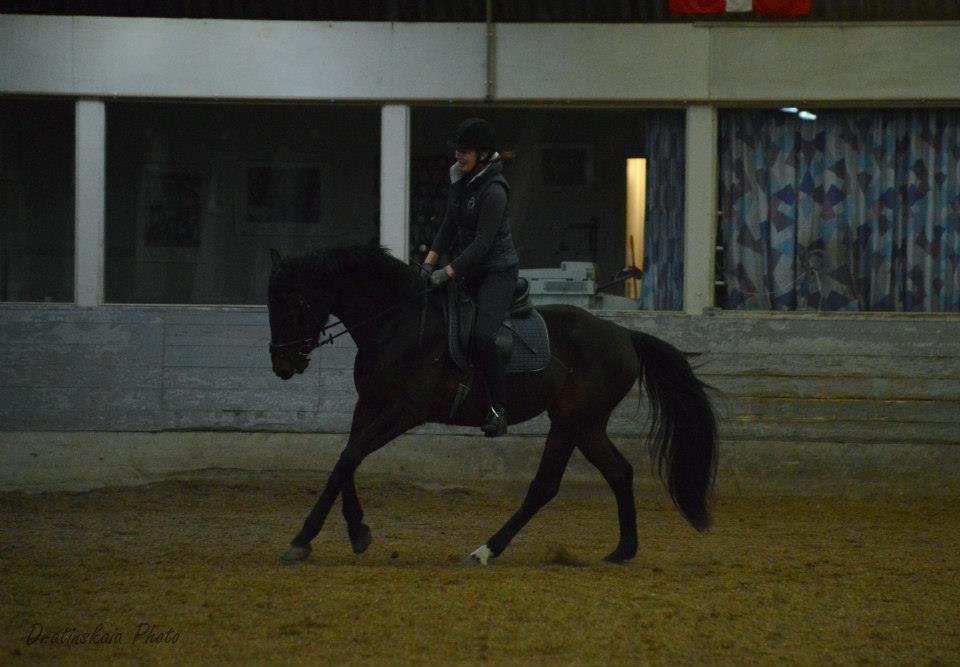 Dansk Varmblod Rockzanne Lox billede 28