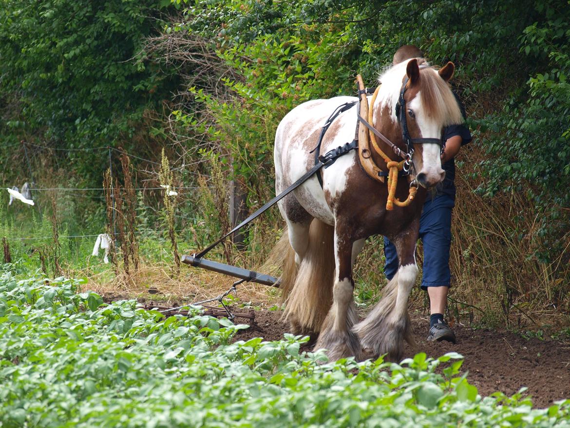 Irish Cob My Own Casmina billede 27