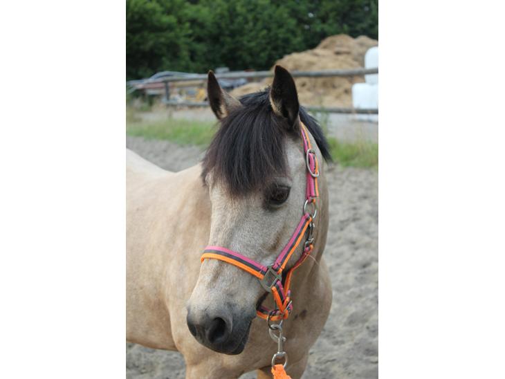 {{currentPhoto.altText}} billede {{currentPhoto.number}}