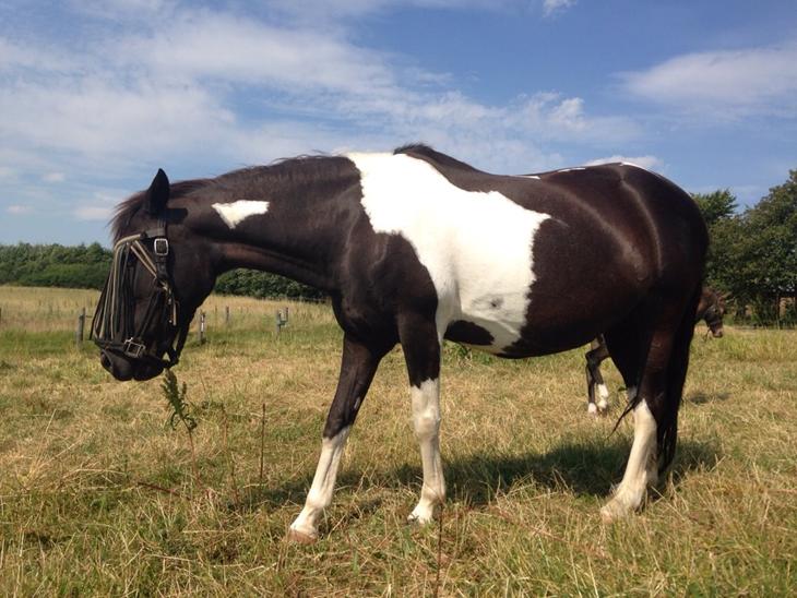 {{currentPhoto.altText}} billede {{currentPhoto.number}}