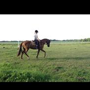 Polsk Varmblod Davis