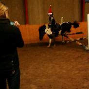 Anden særlig race ponylands havanna