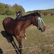 Anden særlig race Emma