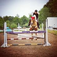 Haflinger Carola af lille Rosenlund