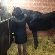 Traver Dix Tempo (Svend)