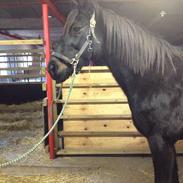 Traver Dix Tempo (Svend)