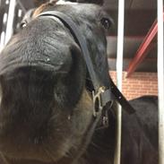 Traver Dix Tempo (Svend)