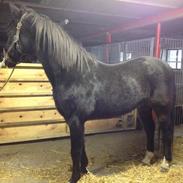 Traver Dix Tempo (Svend)