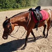 Anden særlig race Stjerne *Elevpony*