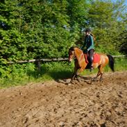 Anden særlig race Stjerne *Elevpony*