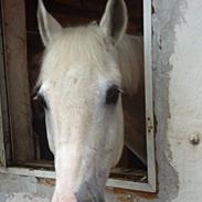 Tysk Sportspony Nesquik (stjernen) <3