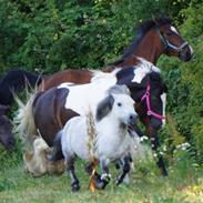 Irish Cob Pfuff