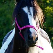 Irish Cob Pfuff