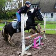 Irish Cob Pfuff