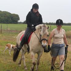 Fjordhest Rimbo Møldrup
