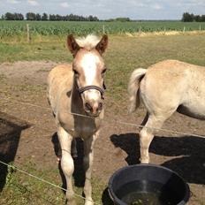 Haflinger Amadillo Mosbøl