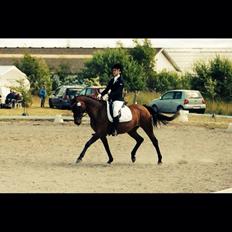 Dansk Varmblod Ellegaards Atea