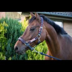 Dansk Varmblod Ellegaards Atea