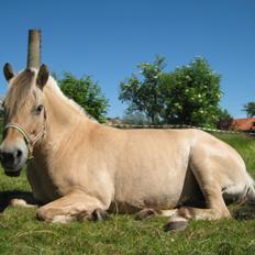 Fjordhest Stella