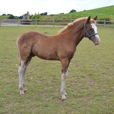 Anden særlig race Zurreal Perfection/Zokke