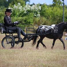 Knabstrupper Moselunds Jasmin