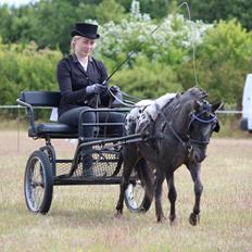 Knabstrupper Moselunds Jasmin