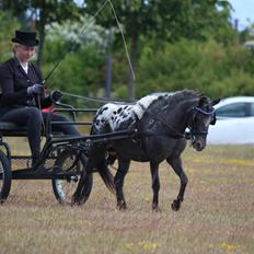 Knabstrupper Moselunds Jasmin