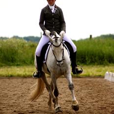 DSP Bakkegaarden's Triple Perfect