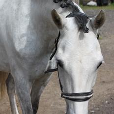 DSP Bakkegaarden's Triple Perfect