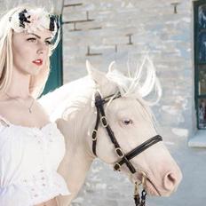 Welsh Pony (sec B) Aastrupgaards Safir, Hingst