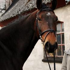 Dansk Varmblod Toscana