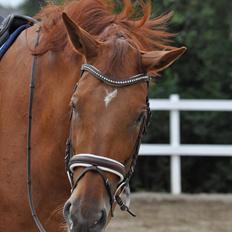 Dansk Varmblod Faith