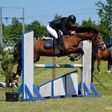 Welsh Cob (sec D) Muskas