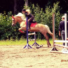 Haflinger Carola af lille Rosenlund
