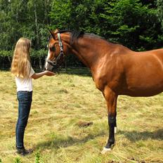 Dansk Varmblod Karisma Kildemark
