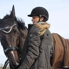 Dansk Varmblod Ørevadbros Dior