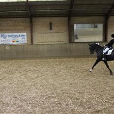 Dansk Varmblod Ørevadbros Dior