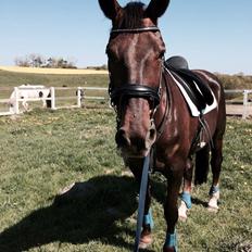 Dansk Varmblod Spangaard´s domminic