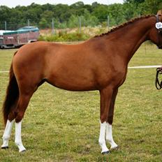 Welsh Partbred (Sec F) Struntze's Wanna' Play R.I.P