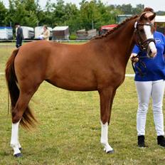 Welsh Partbred (Sec F) Struntze's Wanna' Play R.I.P