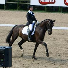 Dansk Varmblod Drisdals Co-Co Chanel RDH
