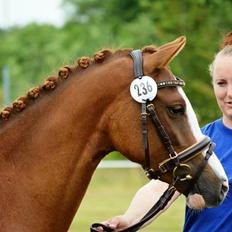 Welsh Partbred (Sec F) Struntze's Wanna' Play R.I.P