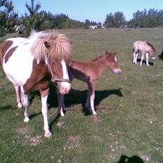 Islænder Dís Frá All Lækur(SOLGT!)