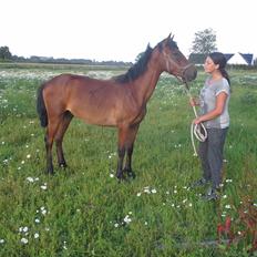 Anden særlig race Højersmindes Pegasus