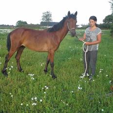 Anden særlig race Højersmindes Pegasus