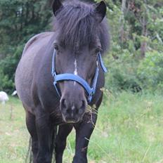 Anden særlig race Tarzan