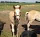 Haflinger Amadillo Mosbøl