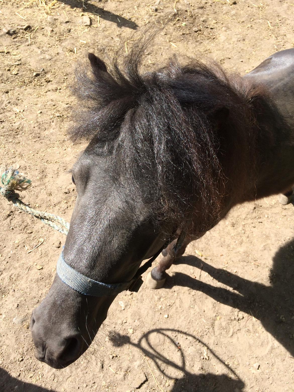 Shetlænder Mr. Bean billede 1